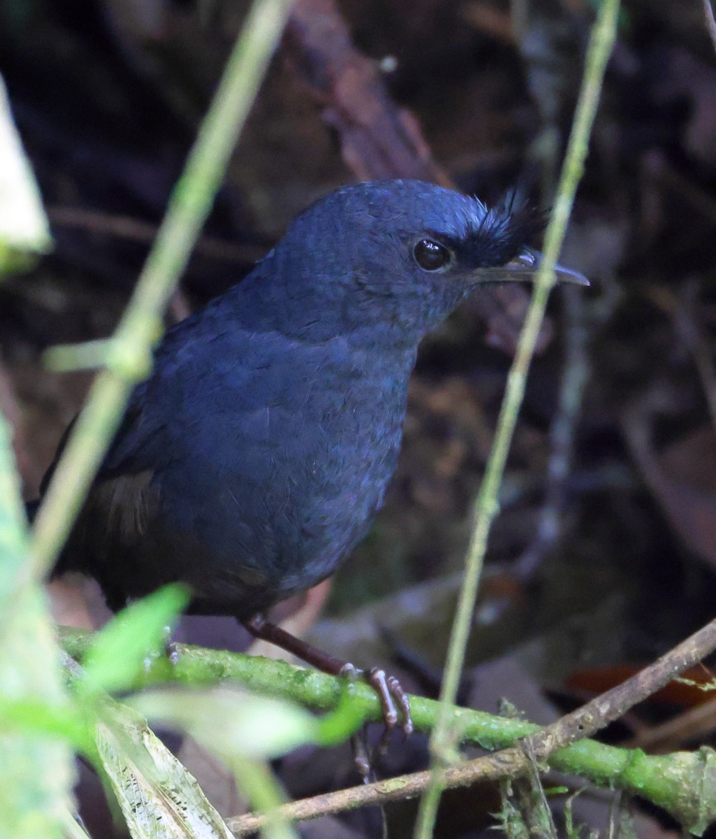 ケビタイオタテドリ - ML646358724