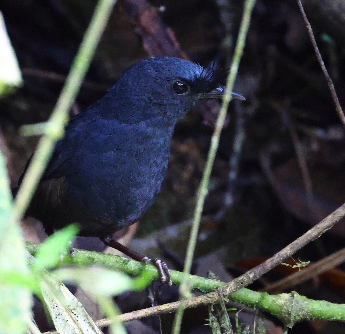 ケビタイオタテドリ - ML646358725