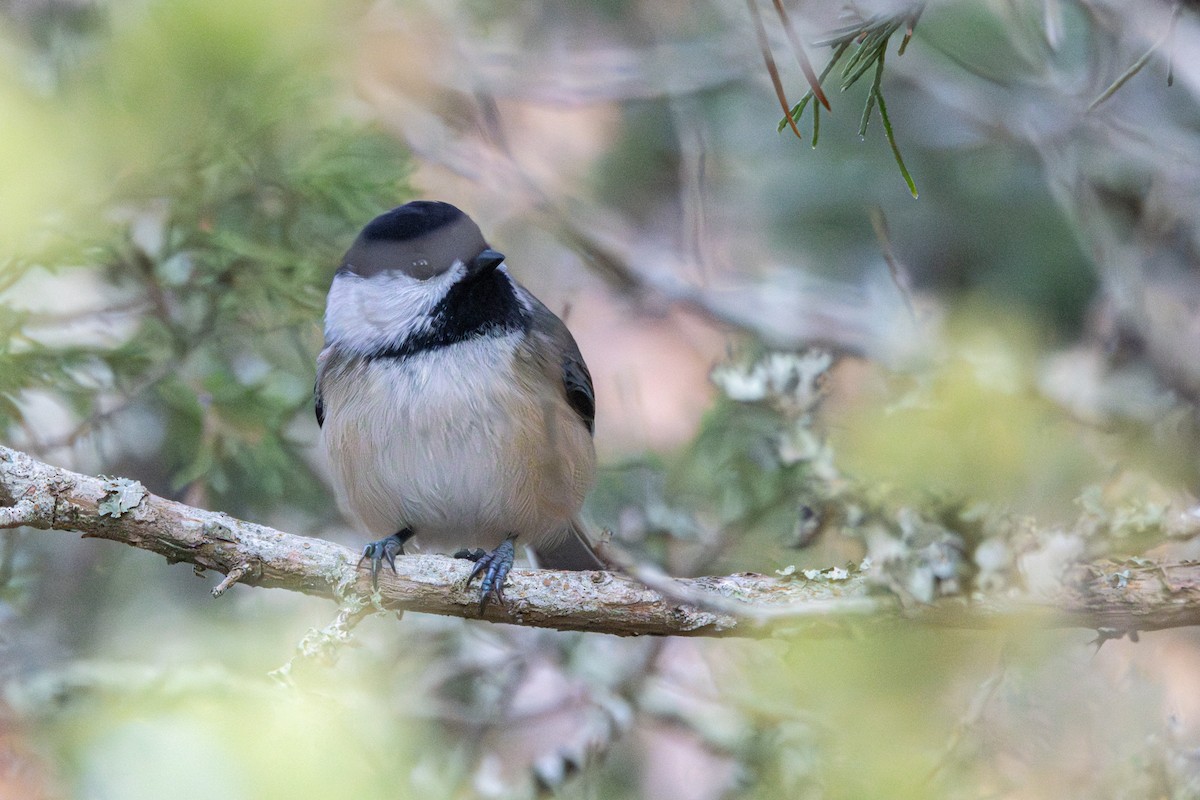 Гаїчка світлокрила - ML646358726