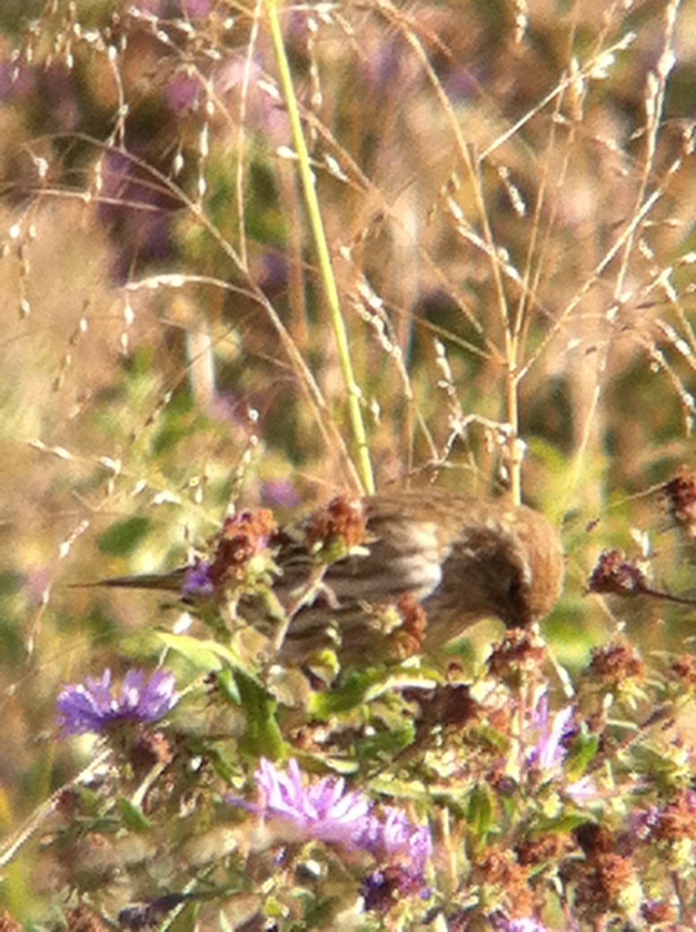 マツノキヒワ - ML646358728