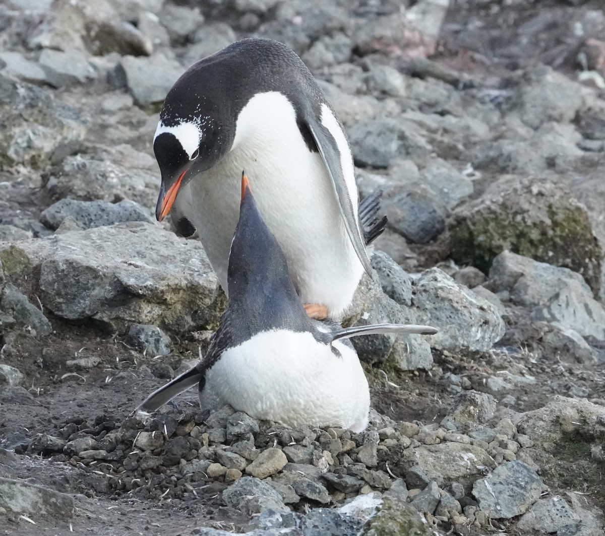 Gentoo Penguin - ML646358731