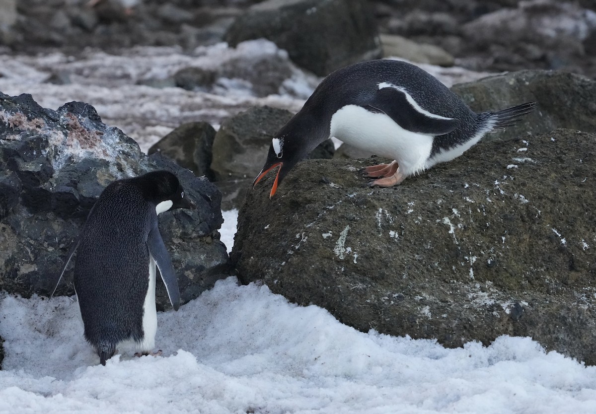 Gentoo Penguin - ML646358735