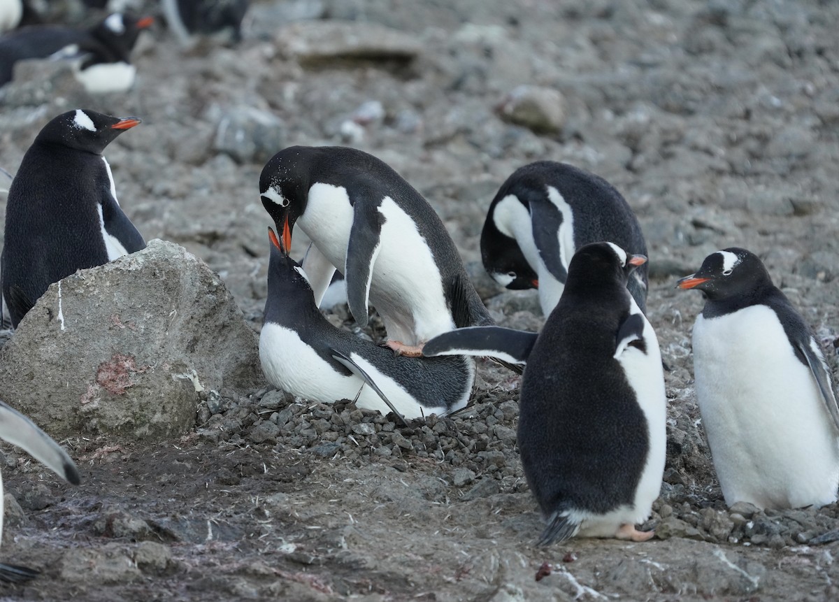 Gentoo Penguin - ML646358737