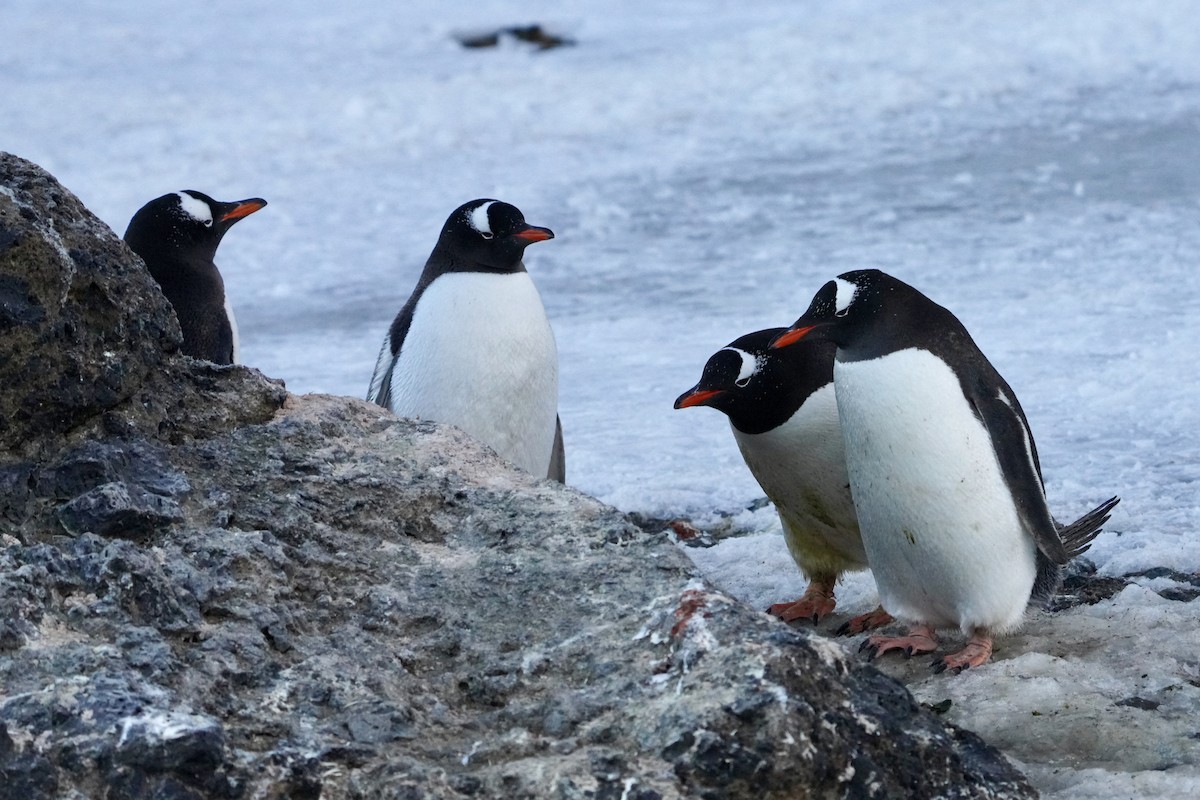 Gentoo Penguin - ML646358738
