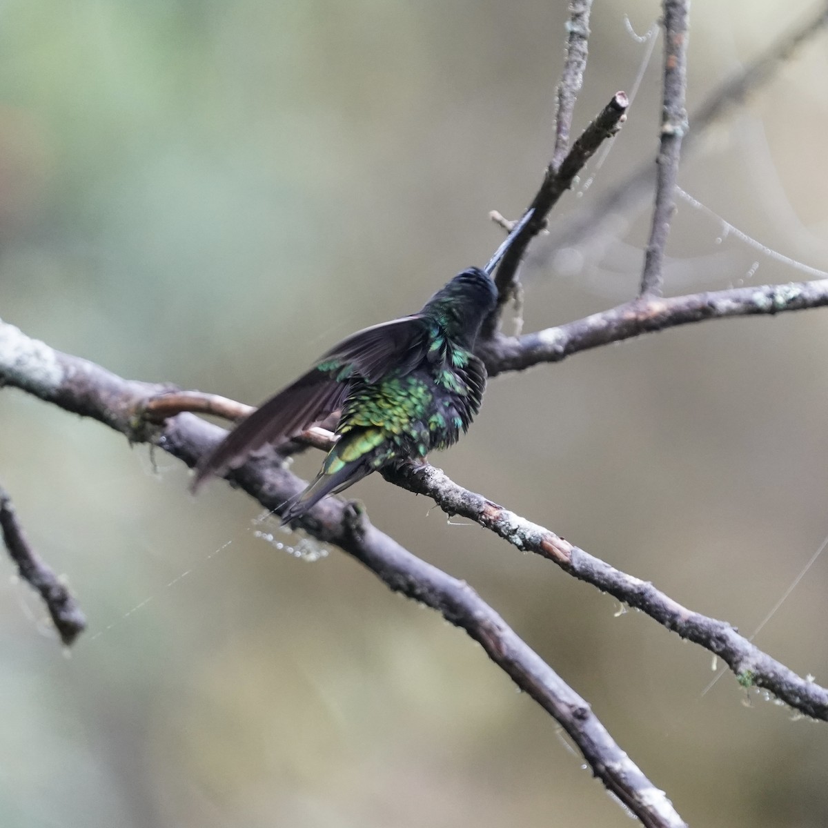 Dusky Starfrontlet - ML646358739