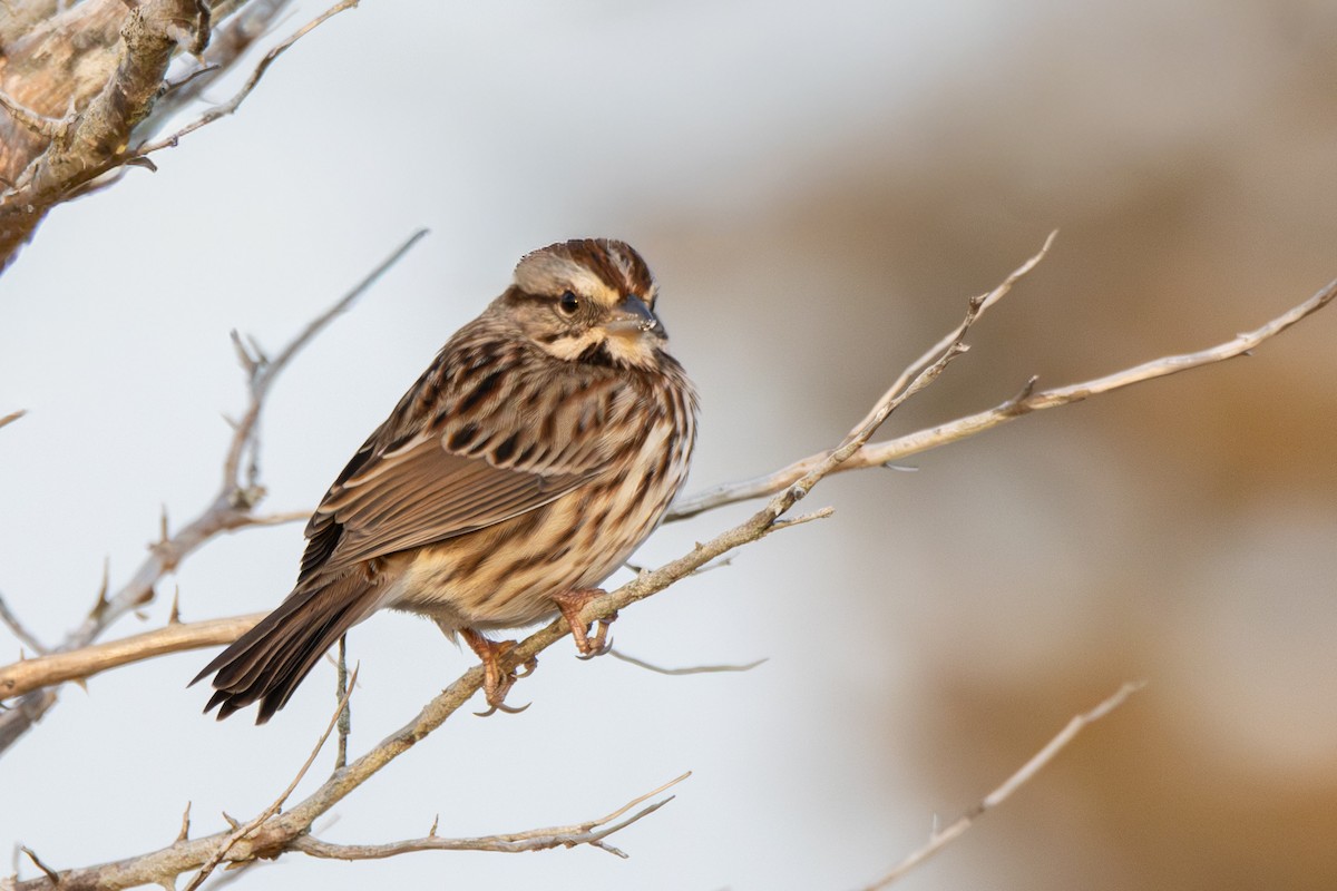 strnadec zpěvný - ML646358740