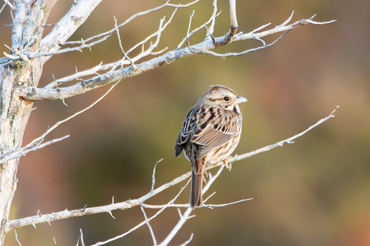 strnadec zpěvný - ML646358741