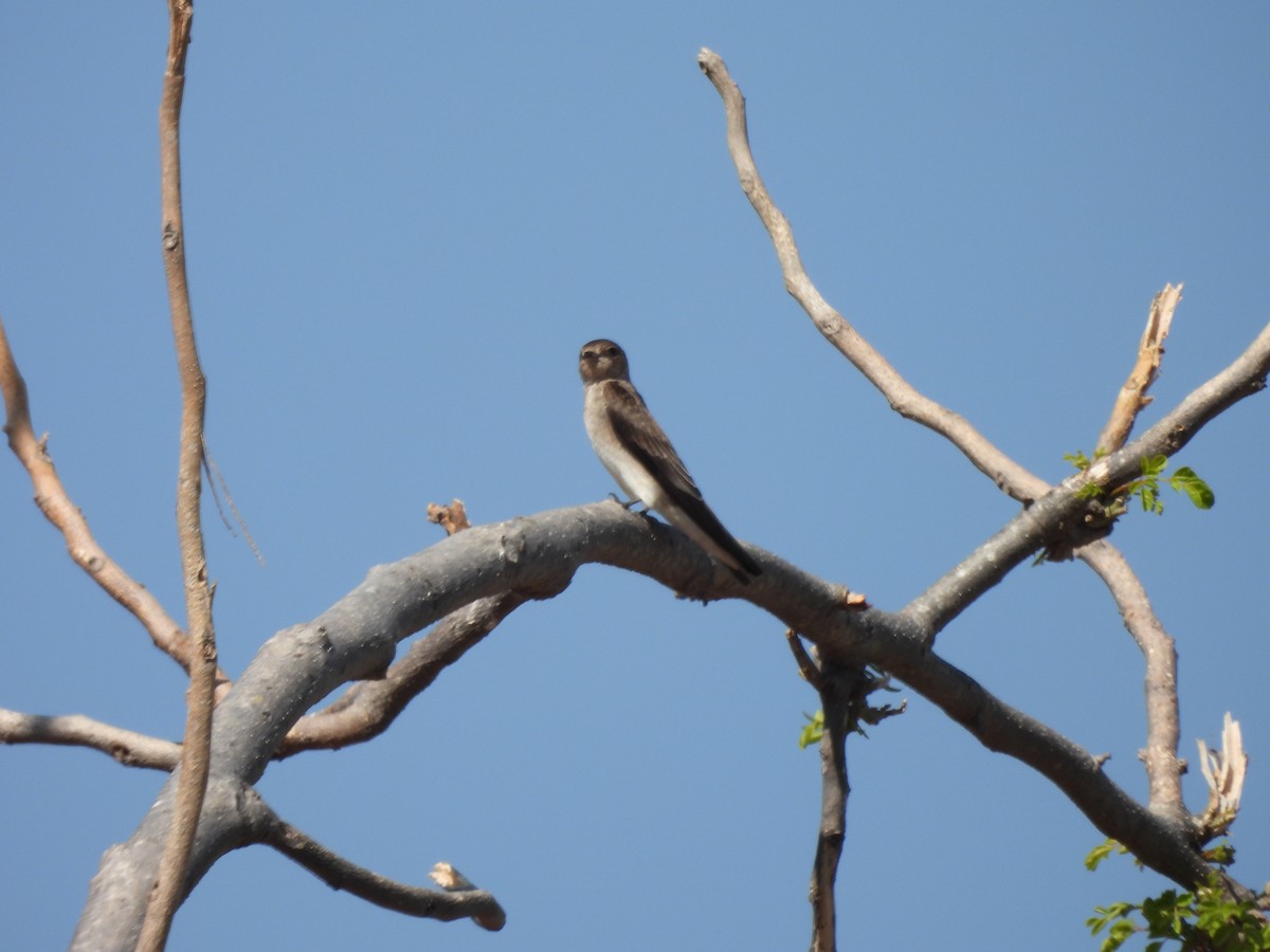 nordtaggsvale - ML646358743