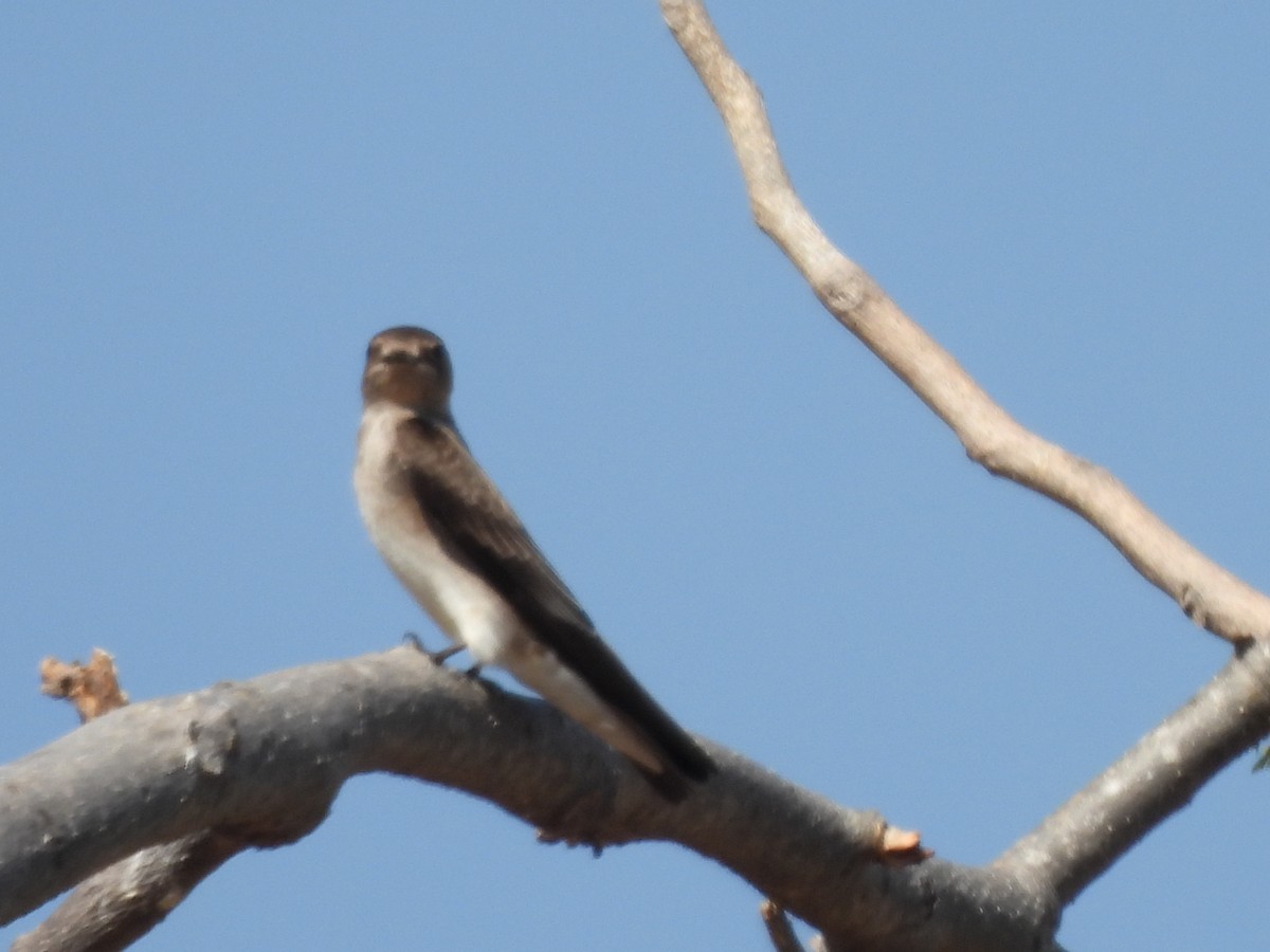 nordtaggsvale - ML646358744