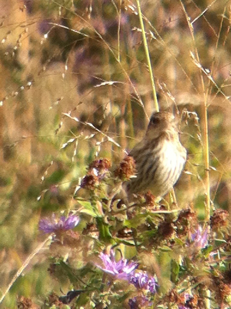 マツノキヒワ - ML646358746