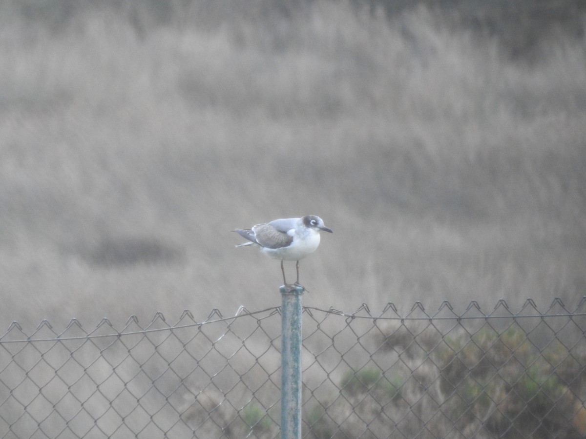 Franklin's Gull - ML646358748