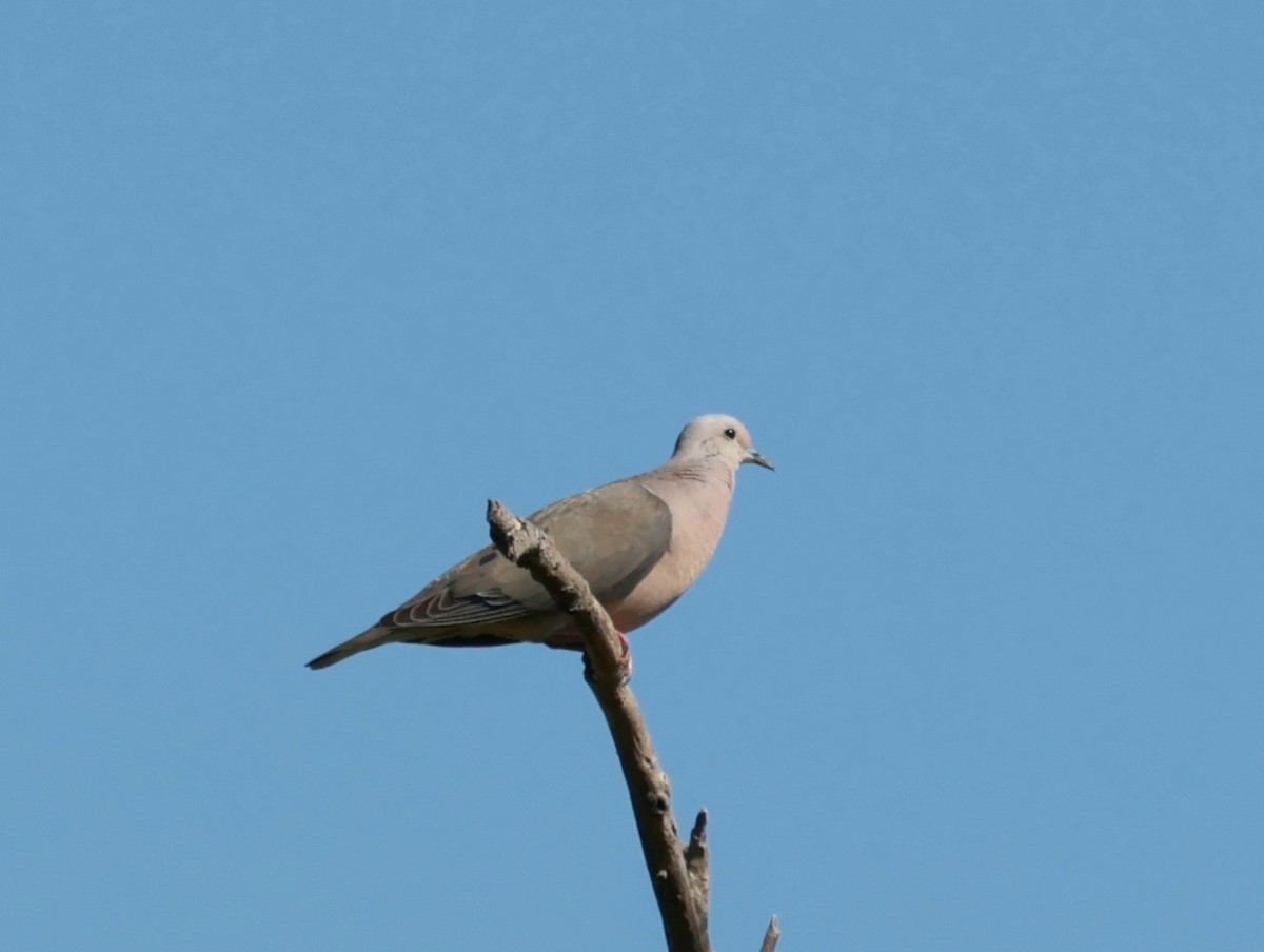 hrdlička černouchá - ML646358751