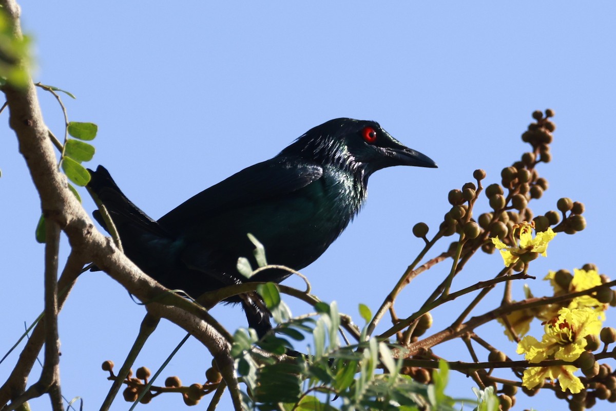 Metallic Starling - ML646358753