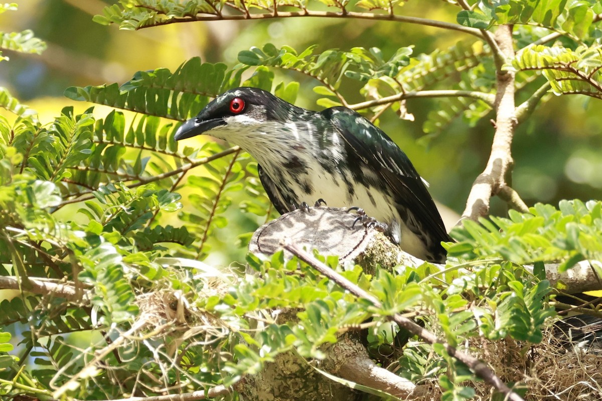 Metallic Starling - ML646358754