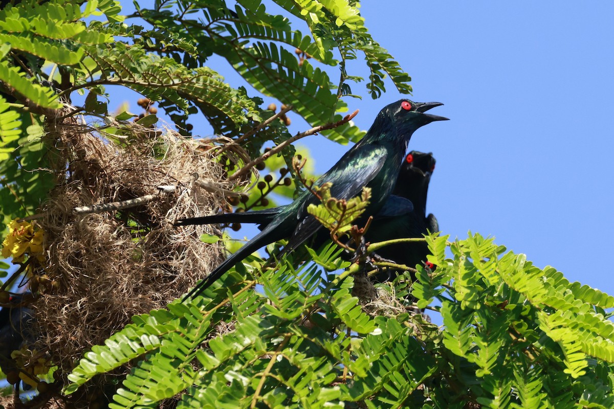Metallic Starling - ML646358755
