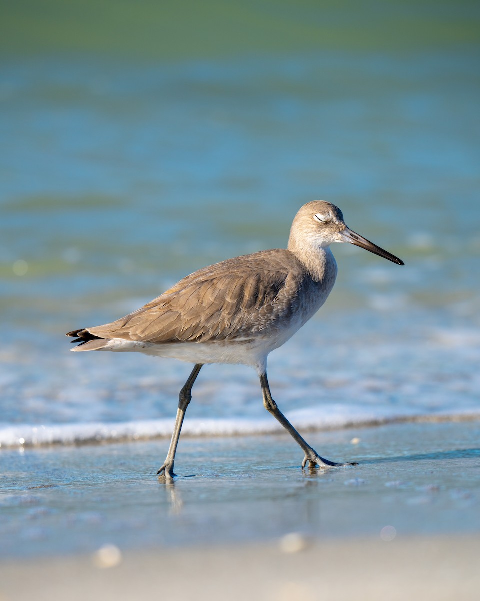 Willet - ML646358758