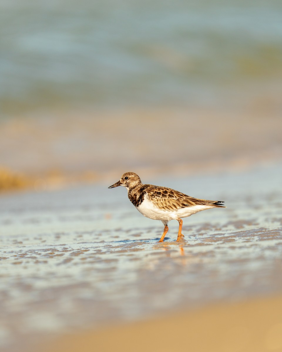 Ruddy Turnstone - ML646358761