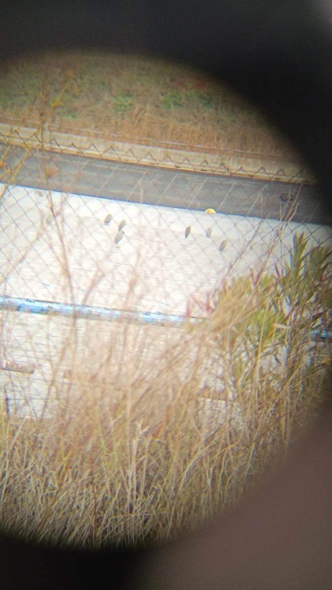 Gray Heron - ML646358762