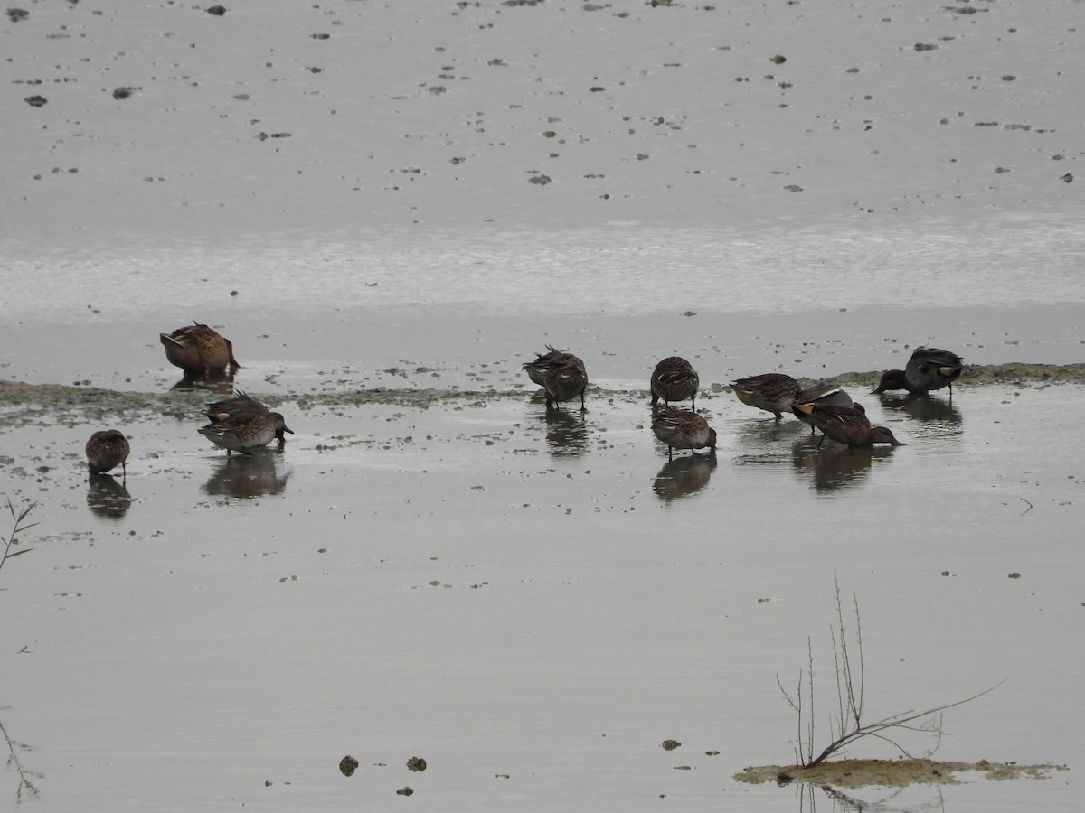 Green-winged Teal - ML646358763