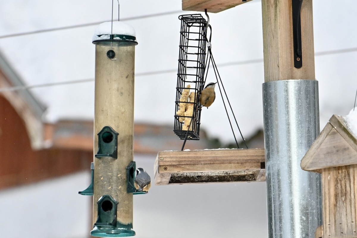 Red-breasted Nuthatch - ML646358765