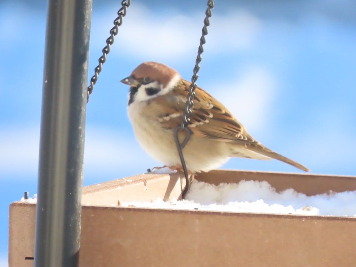 Gorrión Molinero - ML646358766