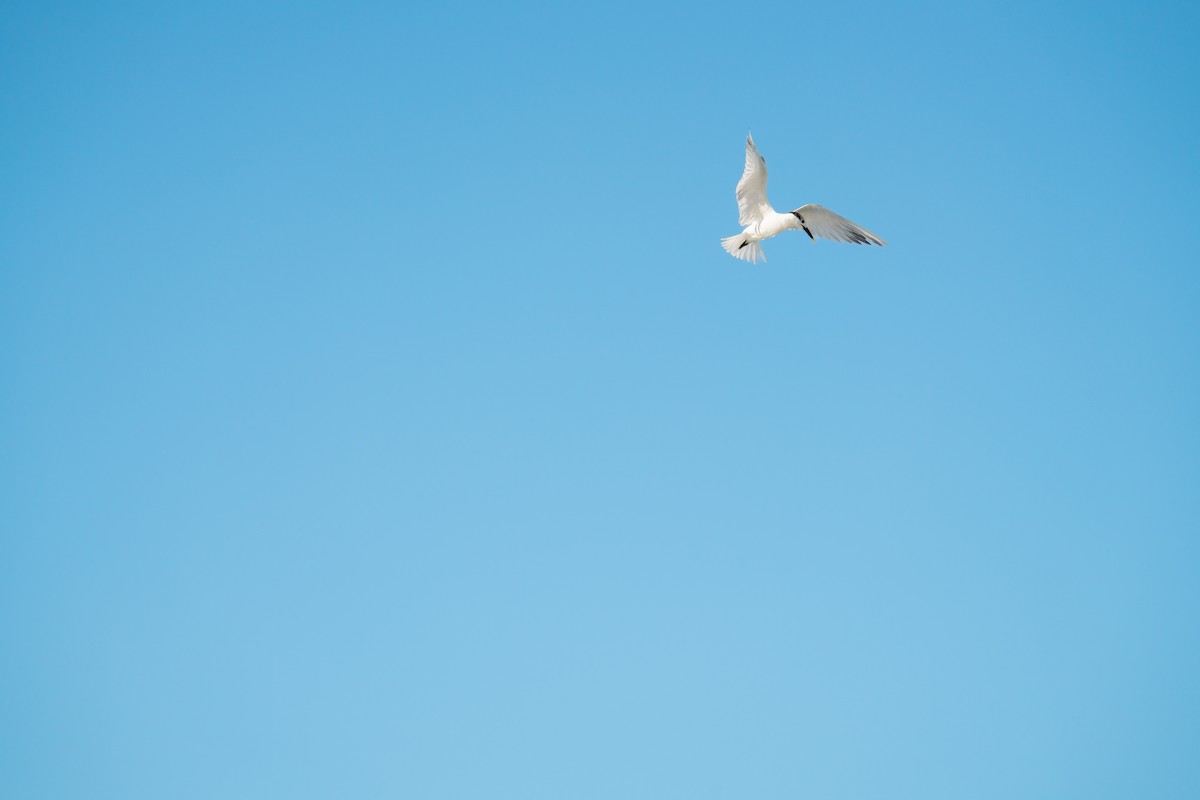 Sandwich Tern - ML646358767