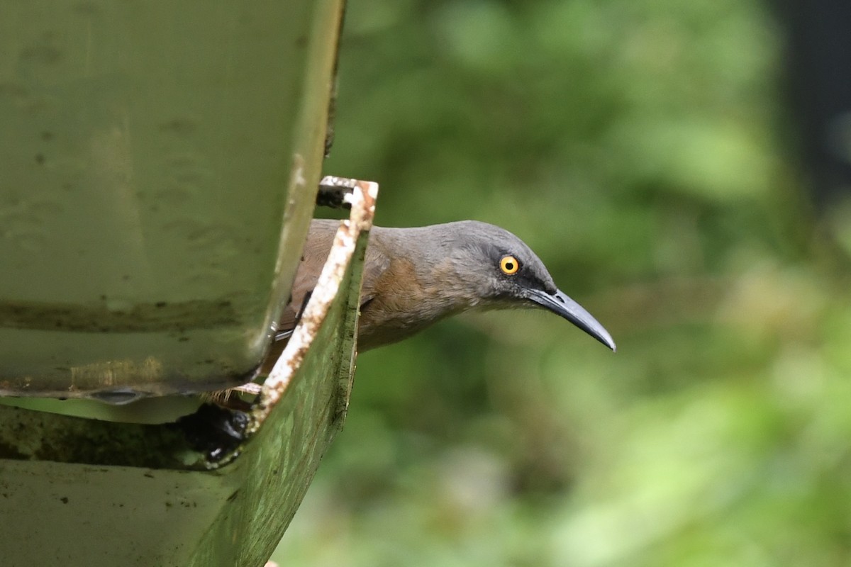 Cocobino Pardo - ML646358768