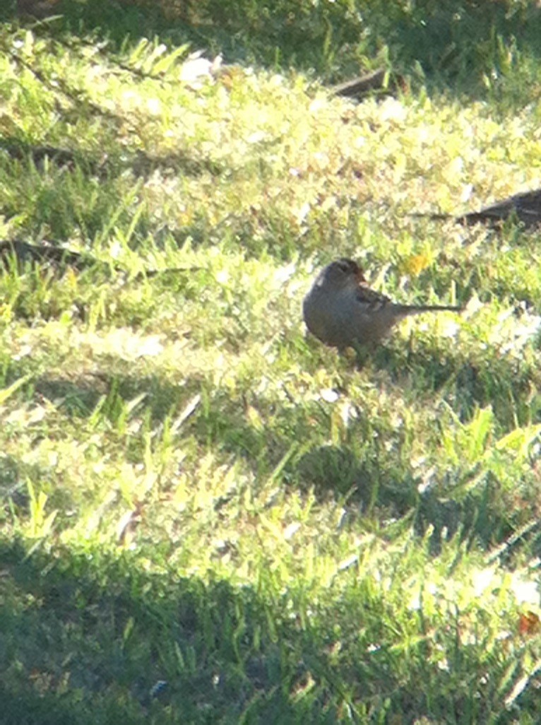 ミヤマシトド - ML646358769