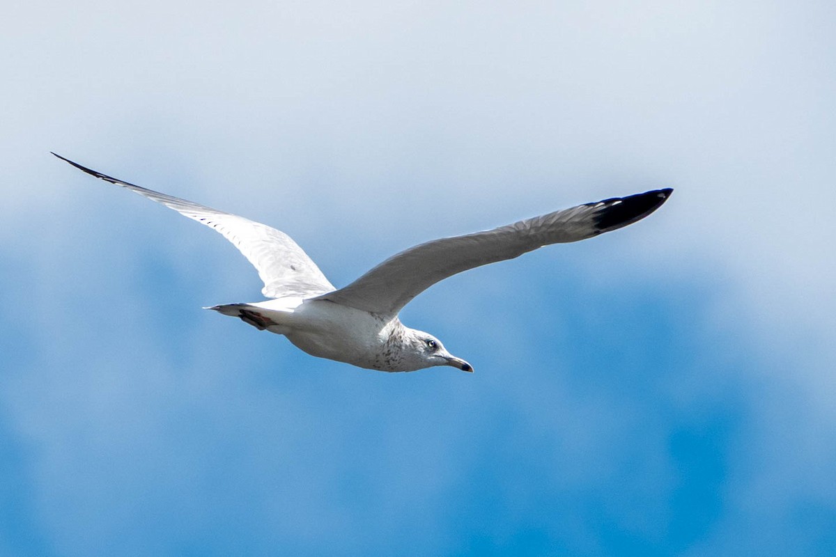 Ring-billed Gull - ML646358772