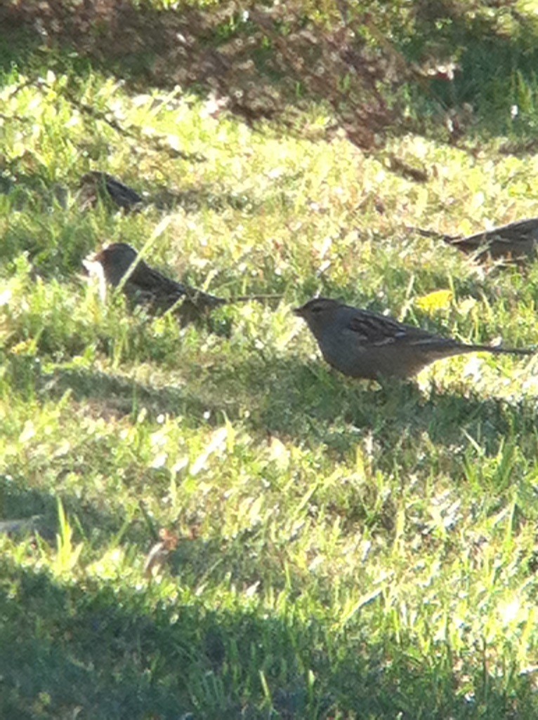 ミヤマシトド - ML646358775