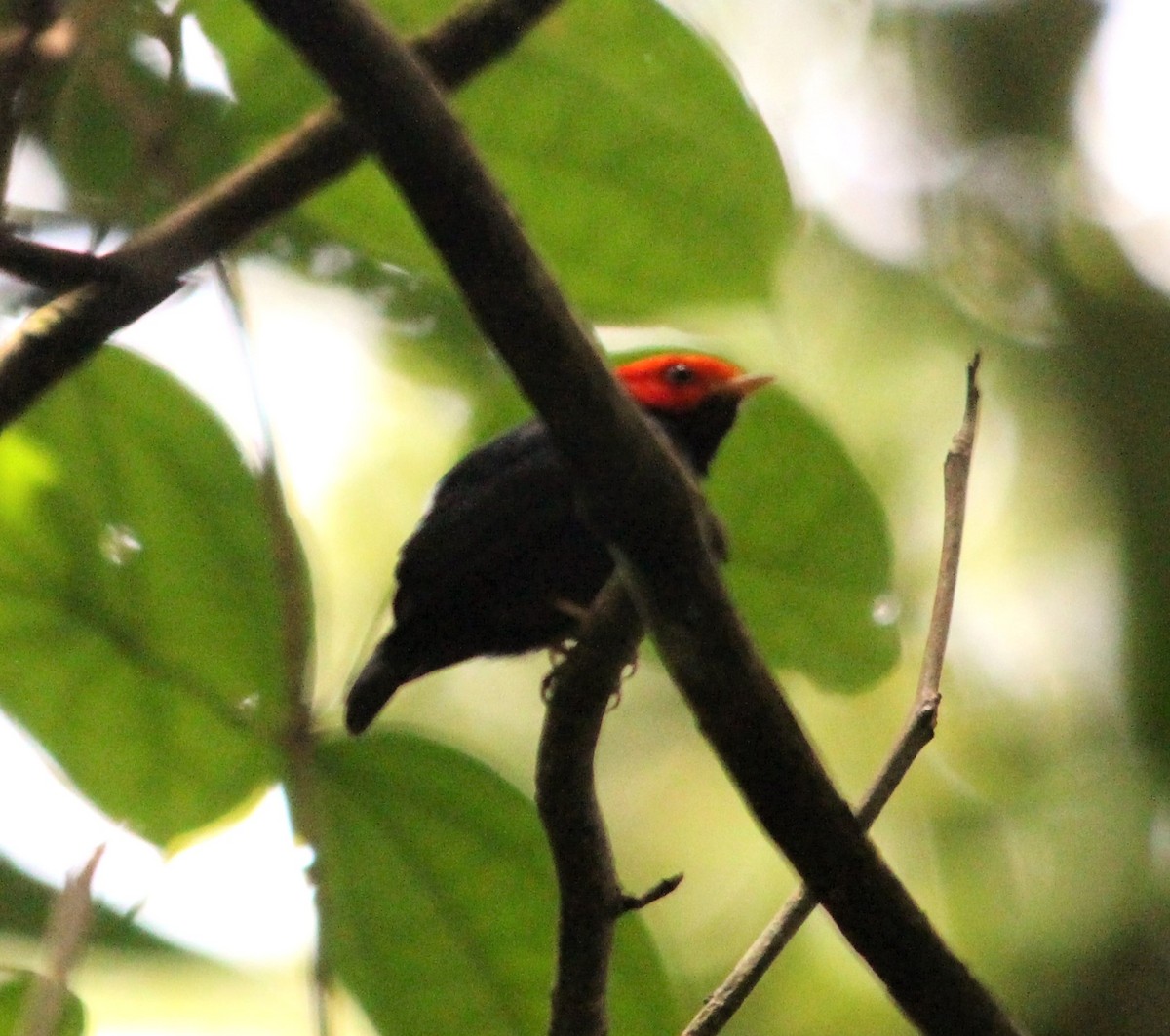 Red-headed Manakin - ML646358778