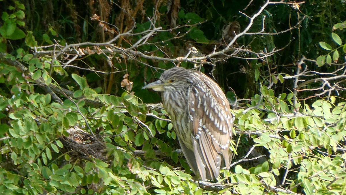 Black-crowned Night Heron - ML646358779