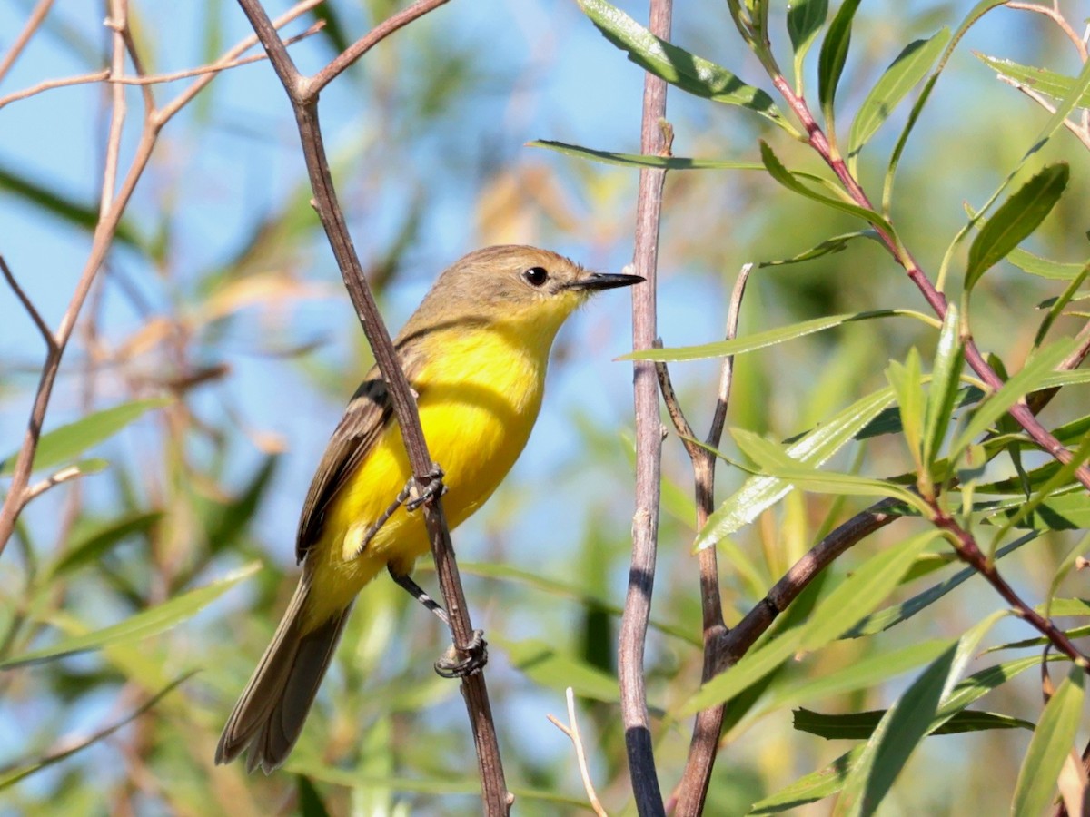 Dinelli's Doradito - ML646358790