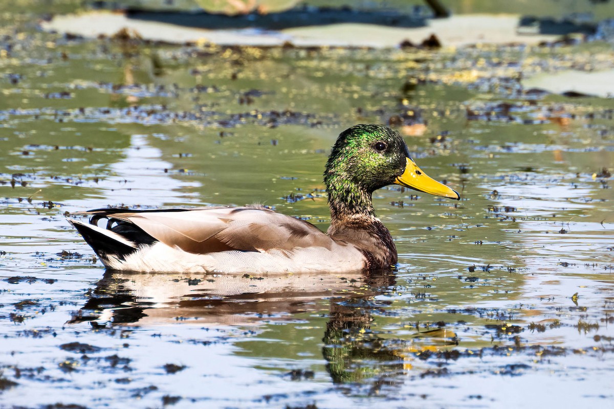 Mallard - ML646358791