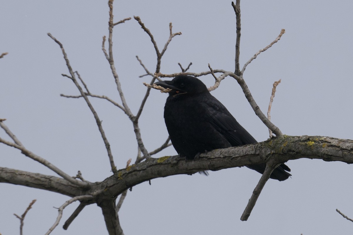 American Crow - ML646358793