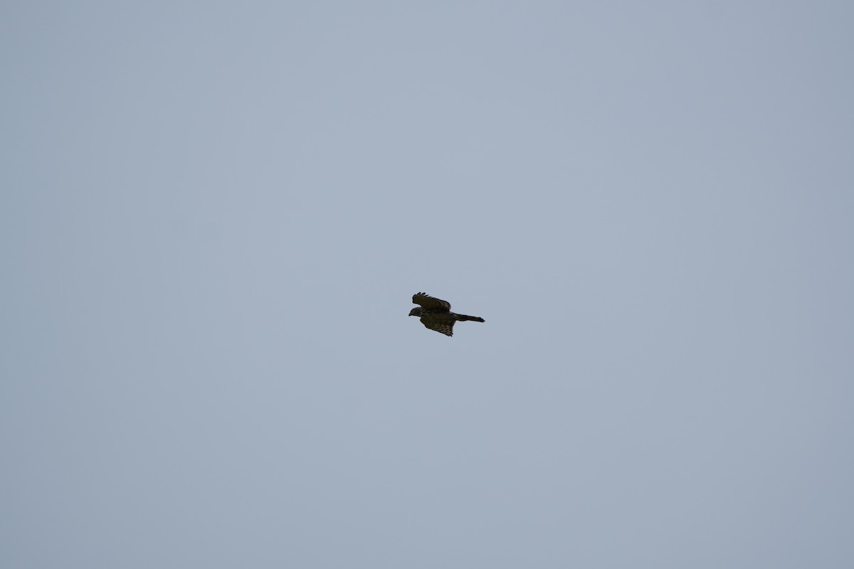 topphauk - ML646358809