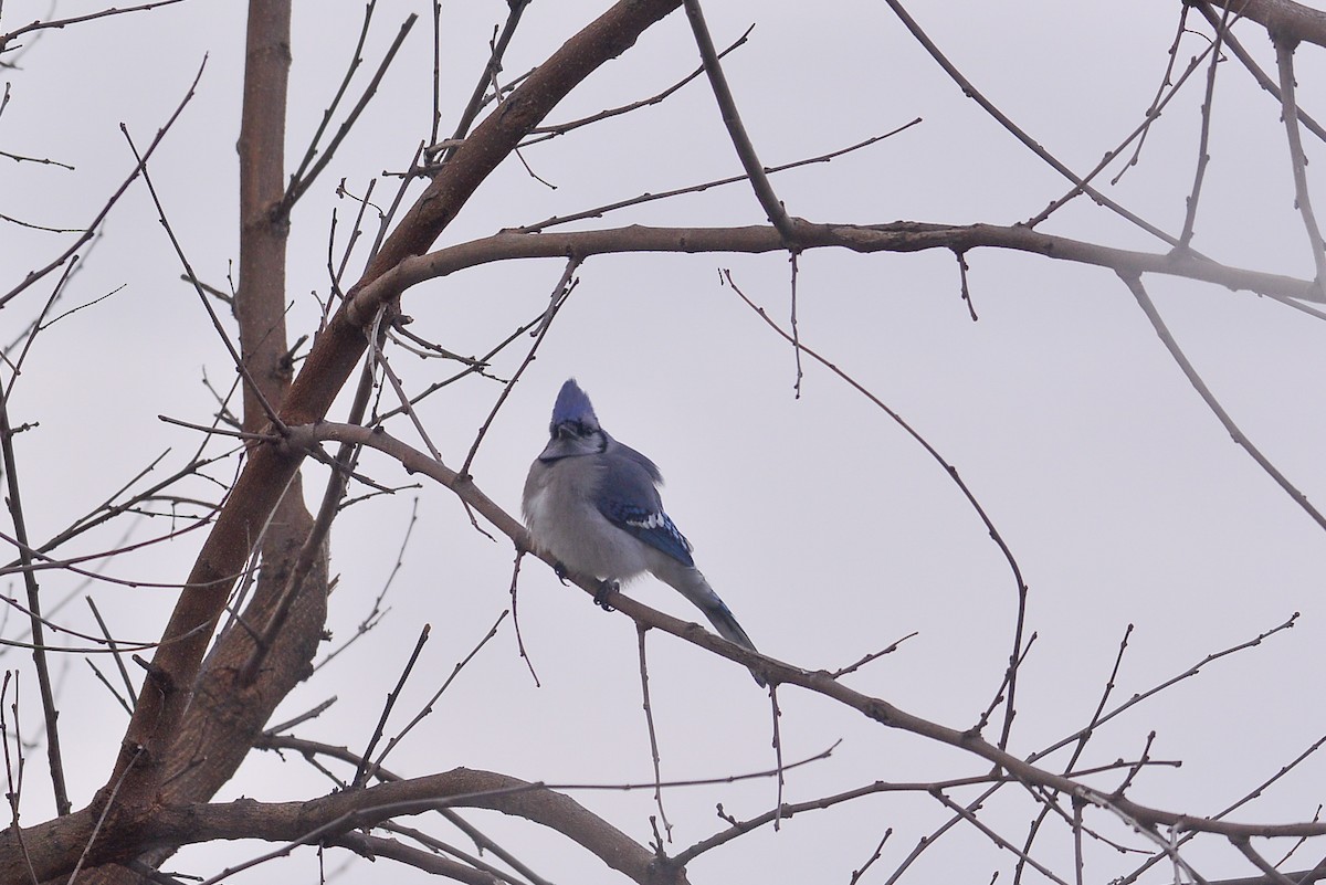 Geai bleu - ML646358811