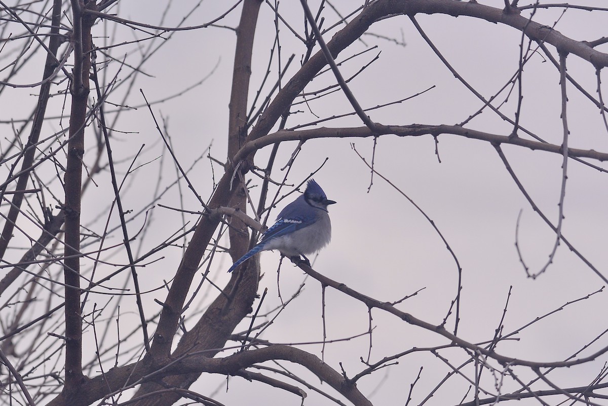 Geai bleu - ML646358812