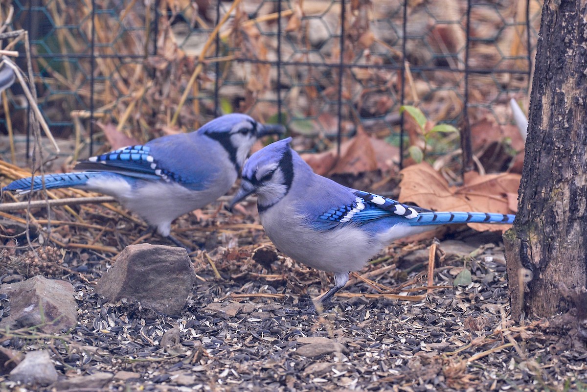 Geai bleu - ML646358813