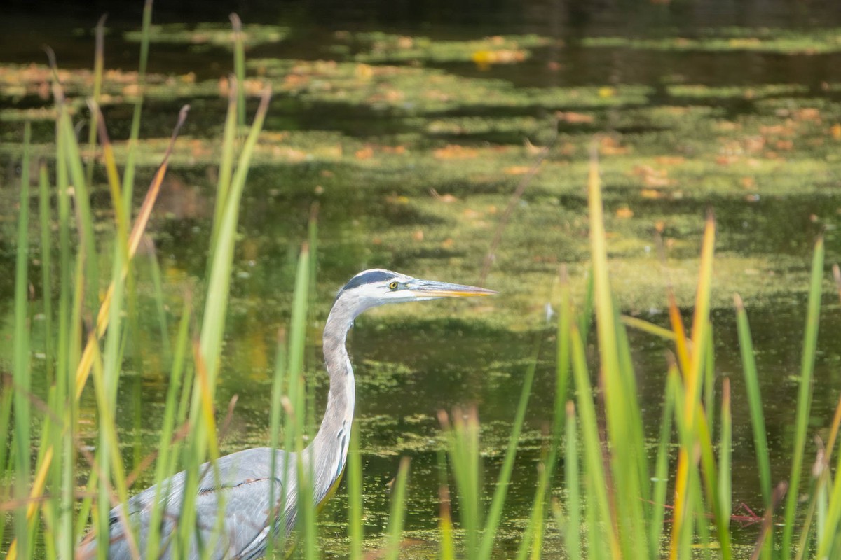 Great Blue Heron - ML646358818