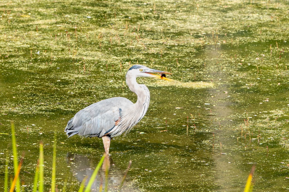 Great Blue Heron - ML646358819