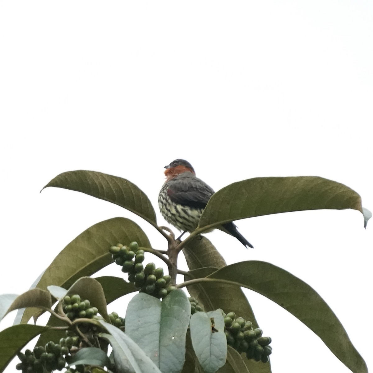 Chestnut-crested Cotinga - ML646358820
