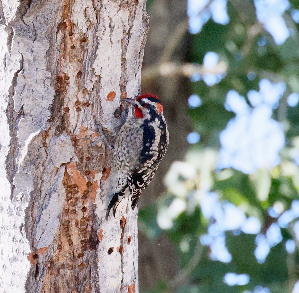 Red-naped Sapsucker - ML646358821