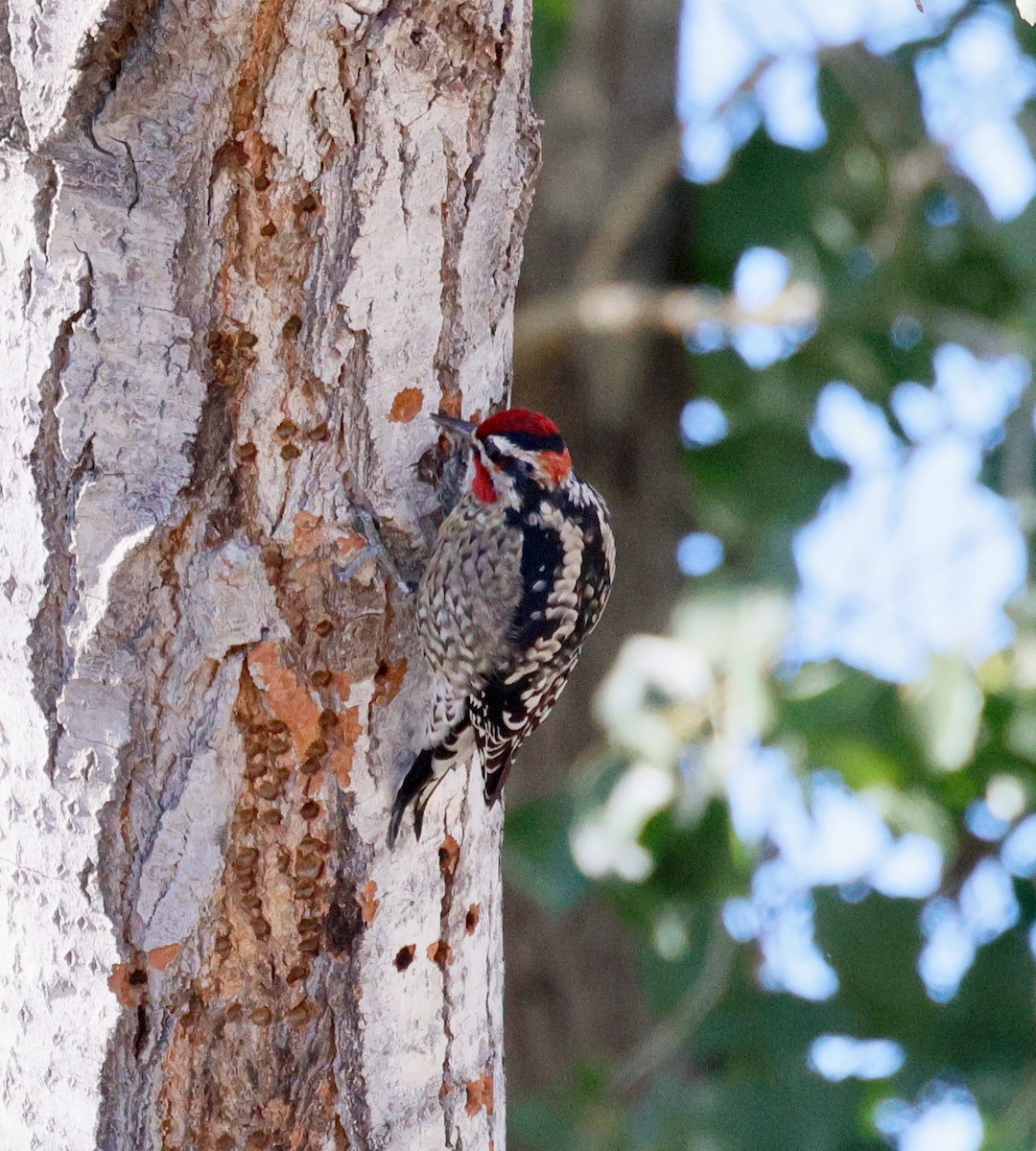 Red-naped Sapsucker - ML646358822