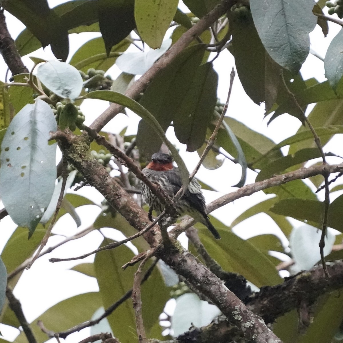 Chestnut-crested Cotinga - ML646358823
