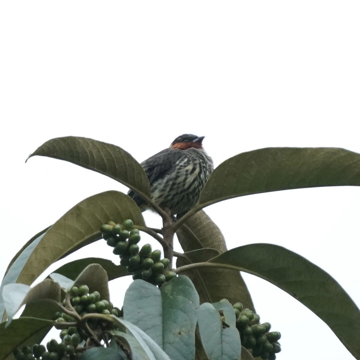 Chestnut-crested Cotinga - ML646358824