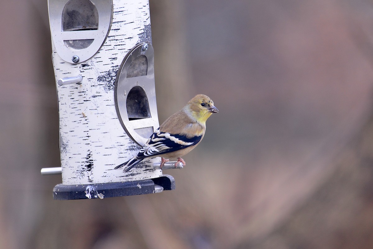 American Goldfinch - ML646358825
