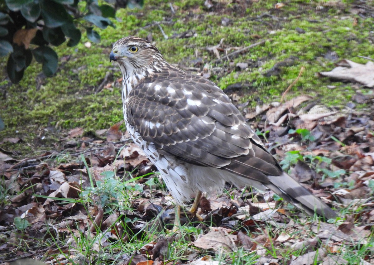 Cooper's Hawk - ML646358826