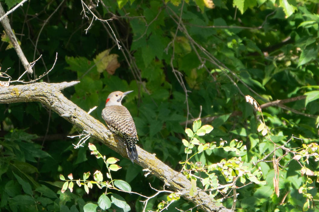 Northern Flicker - ML646358827