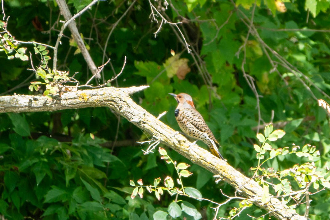 Northern Flicker - ML646358828